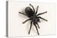 Brazilian Black Tarantula (Theraphosidae), captive, Brazil, South America-Janette Hill-Premier Image Canvas