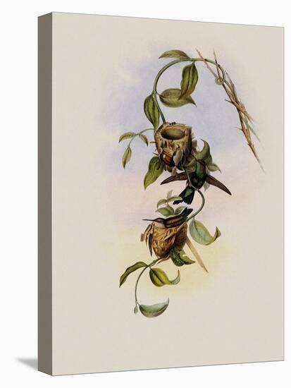 Brazilian Emerald, Chlorostilbon Prasinus-John Gould-Premier Image Canvas