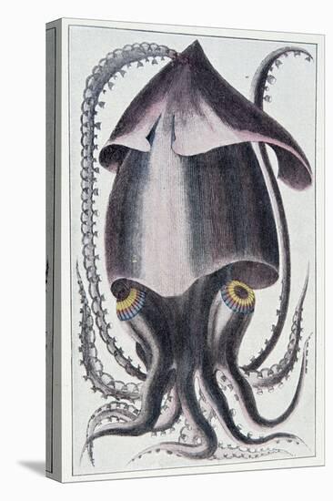 Brazilian Squid - after Denys Montfort in “Histoire Naturelle Générale Et Peculiar Des Mollusques”,-Unknown Artist-Premier Image Canvas