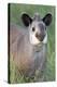 Brazilian Tapir-Tony Camacho-Premier Image Canvas