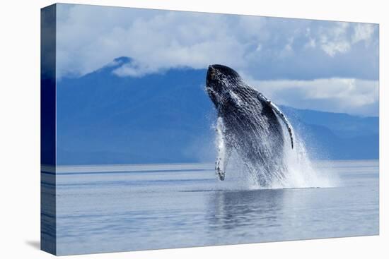 Breaching Humpback Whale, Alaska-Paul Souders-Premier Image Canvas