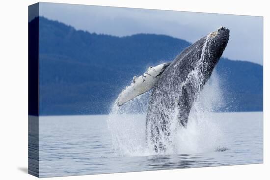 Breaching Humpback Whale, Alaska-Paul Souders-Premier Image Canvas