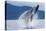 Breaching Humpback Whale, Alaska-Paul Souders-Premier Image Canvas