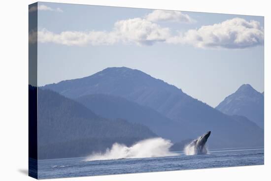 Breaching Humpback Whale in Chatham Strait-null-Premier Image Canvas