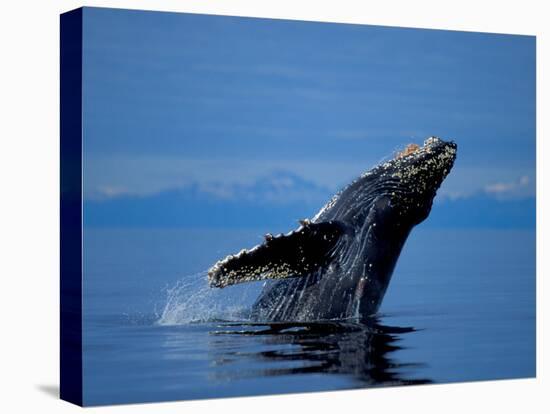 Breaching Humpback Whale, Inside Passage, Southeast Alaska, USA-Stuart Westmoreland-Premier Image Canvas