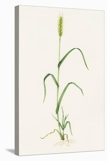 Bread Wheat (Triticum Aestivum)-Lizzie Harper-Premier Image Canvas