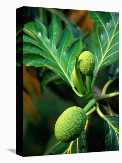 Breadfruit tree on Jamaica-Rainer Hackenberg-Premier Image Canvas