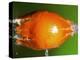 Breaking Tangerine-Alan Sailer-Premier Image Canvas