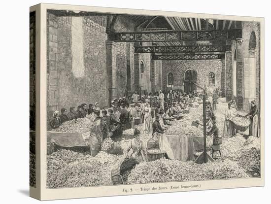 Breaking up Flowers in a Perfume Factory (Bruno- Court)At Grasse France-null-Stretched Canvas