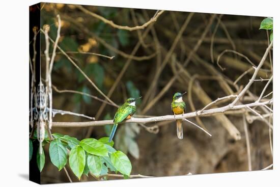 Breeding pair of green-tailed jacamars rest together along a river in the Pantanal, Brazil-James White-Premier Image Canvas