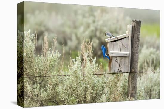 Breeding Pair of Mountain Bluebirds, Mission Valley, Montana, Usa-Chuck Haney-Premier Image Canvas
