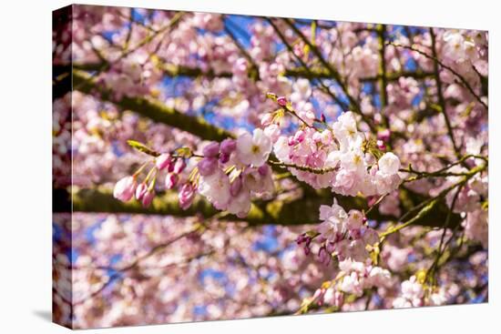 Bremerton, Washington State. Bright pink cherry blossoms-Jolly Sienda-Premier Image Canvas