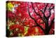 Bremerton, Washington State. Red maple tree-Jolly Sienda-Premier Image Canvas