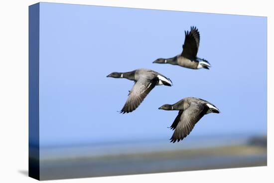 Brent Geese (Branta Bernicla) Flying, Hallig Hooge, Germany, April 2009-Novák-Premier Image Canvas