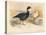 Brent Goose (Branta bernicla), Lesser Snow Goose (Chen hyperboreus), 1900, (1900)-Charles Whymper-Premier Image Canvas