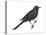 Brewer's Blackbird (Euphagus Cyanocephalus), Birds-Encyclopaedia Britannica-Stretched Canvas