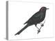 Brewer's Blackbird (Euphagus Cyanocephalus), Birds-Encyclopaedia Britannica-Stretched Canvas