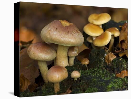 Brick Cap Mushrooms Amongst Mosses and Leaf Litter, Germany-Philippe Clement-Premier Image Canvas
