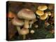 Brick Cap Mushrooms Amongst Mosses and Leaf Litter, Germany-Philippe Clement-Premier Image Canvas