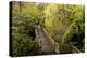 Bridge, Crystal Springs Rhododendron Garden, Portland, Oregon, Usa-Michel Hersen-Premier Image Canvas