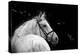 Bridled Beauty-KaCee Erle-Premier Image Canvas