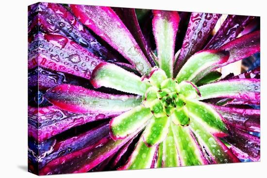 Bright Exotic I-Irena Orlov-Premier Image Canvas