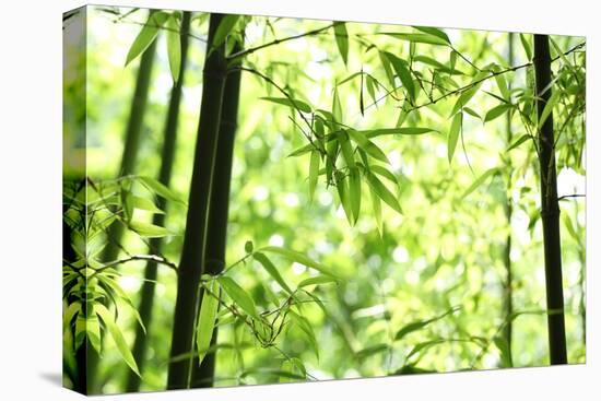 Bright Green Bamboo Forest-Liang Zhang-Premier Image Canvas