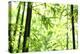 Bright Green Bamboo Forest-Liang Zhang-Premier Image Canvas