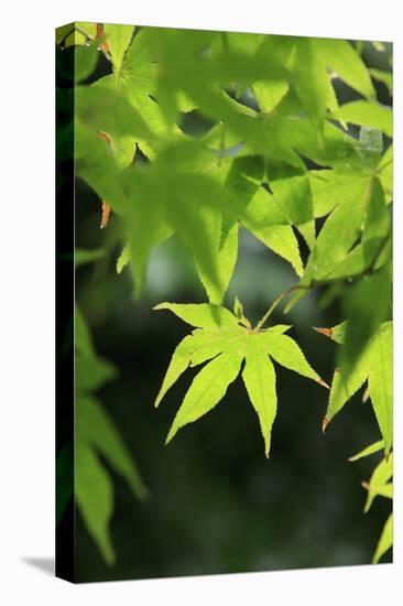 Bright Green Japanese Maple Trees in their Spring Foliage at the Ryouan-Ji Temple, Kyoto, Japan-Paul Dymond-Premier Image Canvas