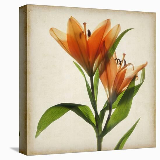 Bright Lily I-Judy Stalus-Stretched Canvas