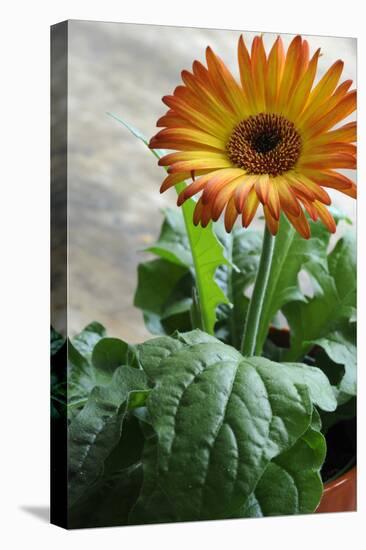 Bright orange flower on display on a kitchen table-Stacy Bass-Stretched Canvas