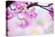 Bright Pink Cherry Blossoms in Soft Pastel Pink, Blue and Yellow Background.-landio-Premier Image Canvas