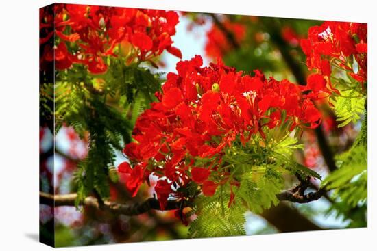 Bright Red Orange Flame Tree Green Fern Leaves-William Perry-Premier Image Canvas