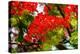 Bright Red Orange Flame Tree Green Fern Leaves-William Perry-Premier Image Canvas