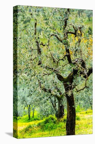 Bright shades of green sunlit olive trees and grass in Autumn after the rain, Greve in Chianti-James Strachan-Premier Image Canvas