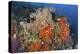 Bright Sponges, Soft Corals and Crinoids in a Colorful Komodo Seascape-Stocktrek Images-Premier Image Canvas