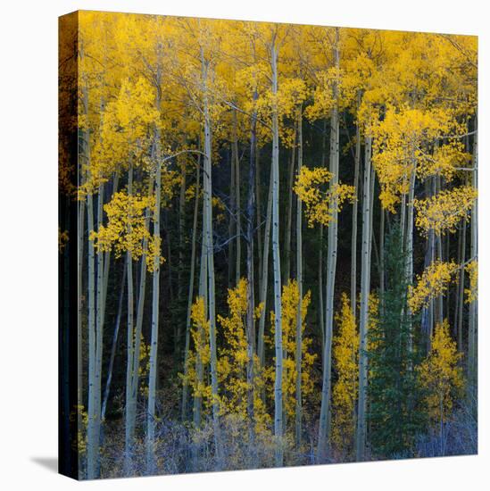 Bright Yellow Aspens Along Cotonwood Pass, Rocky Mountains, Colorado,USA-Anna Miller-Premier Image Canvas