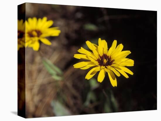 Bright Yellow Flower in colour-AdventureArt-Premier Image Canvas