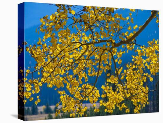Bright Yellow Leaves of Aspen Tree in Rocky Mountains National Park, Colorado,USA-Anna Miller-Premier Image Canvas