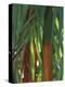 Brightly Colored Orange and Green Bamboo Stalks, Dominical, Costa Rica-Cindy Miller Hopkins-Premier Image Canvas