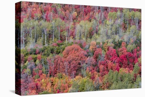 Brilliant Fall foliage near Midway and Heber Valley, Utah-Howie Garber-Premier Image Canvas