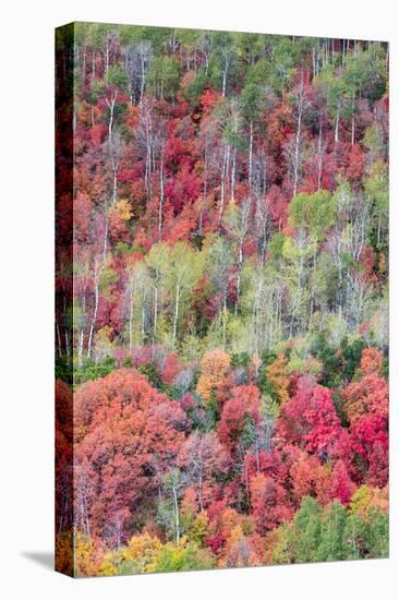 Brilliant Fall foliage near Midway and Heber Valley, Utah-Howie Garber-Premier Image Canvas