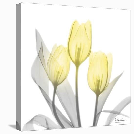 Brilliant Tulips 1-Albert Koetsier-Premier Image Canvas