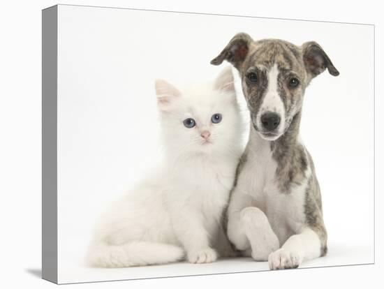 Brindle-And-White Whippet Puppy, 9 Weeks, with White Maine Coon-Cross Kitten-Mark Taylor-Premier Image Canvas