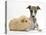 Brindle-And-White Whippet Puppy, 9 Weeks, with Yellow Guinea Pig-Mark Taylor-Premier Image Canvas