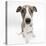 Brindle-And-White Whippet Puppy, 9 Weeks-Mark Taylor-Premier Image Canvas
