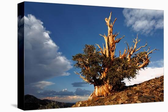Bristlecone pine at sunset, White Mountains, Inyo National Forest, California-Adam Jones-Premier Image Canvas