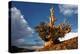 Bristlecone pine at sunset, White Mountains, Inyo National Forest, California-Adam Jones-Premier Image Canvas