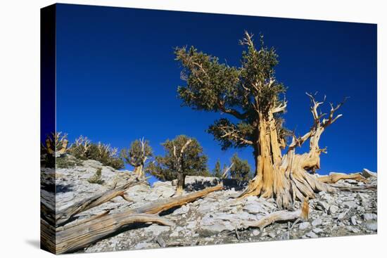 Bristlecone Pine-DLILLC-Premier Image Canvas