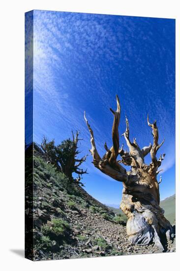 Bristlecone Pine-DLILLC-Premier Image Canvas